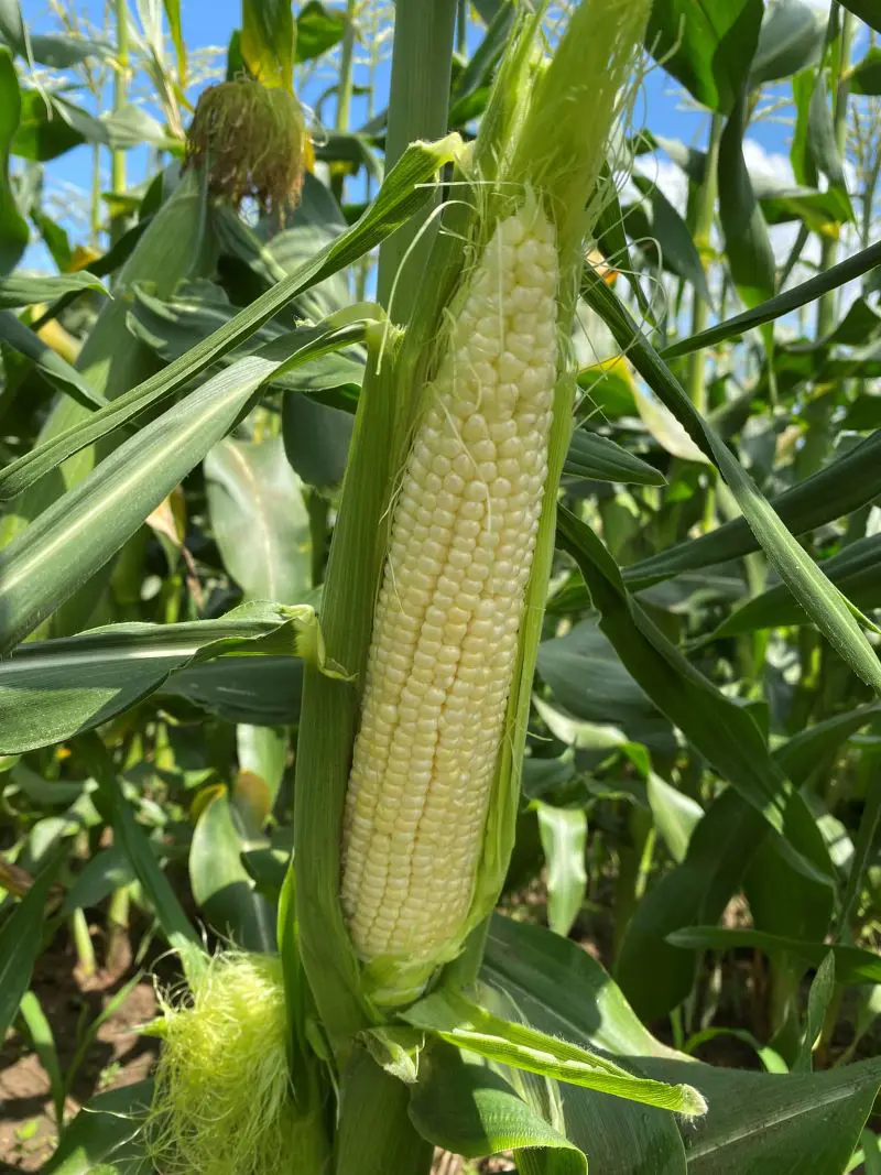 How To Plant, Grow And Harvest Corn All By Yourself