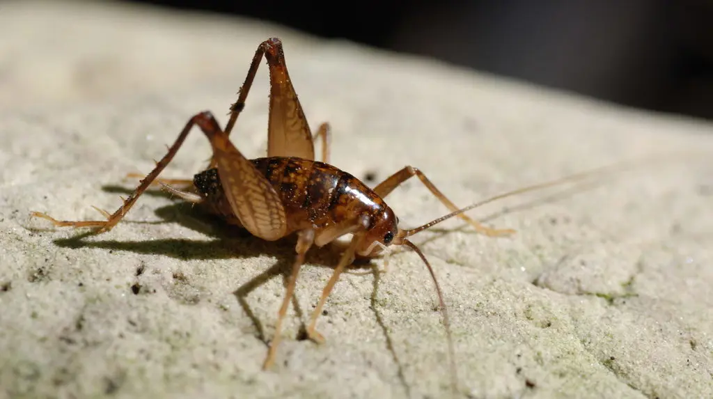 What Do Crickets Eat In Nature and Wild?
