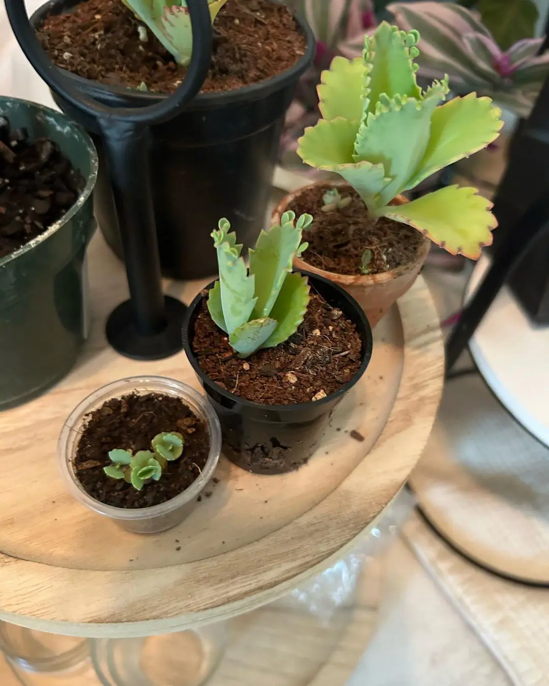 How To Propagate Kalanchoe Plants