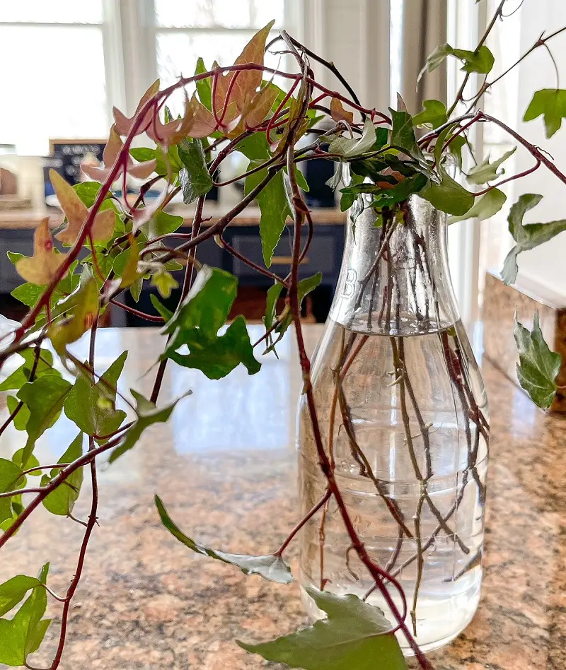 How To Propagate Ivy Plants Successfully