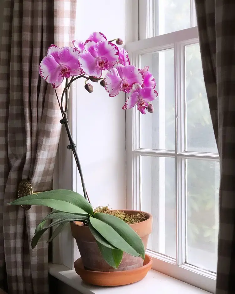 How To Plant and Grow Orchids
