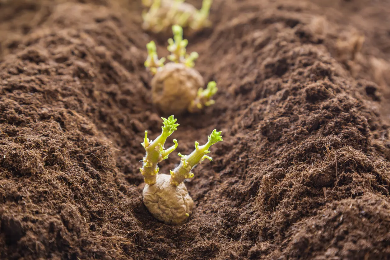 How To Plant, Grow, And Harvest Potatoes