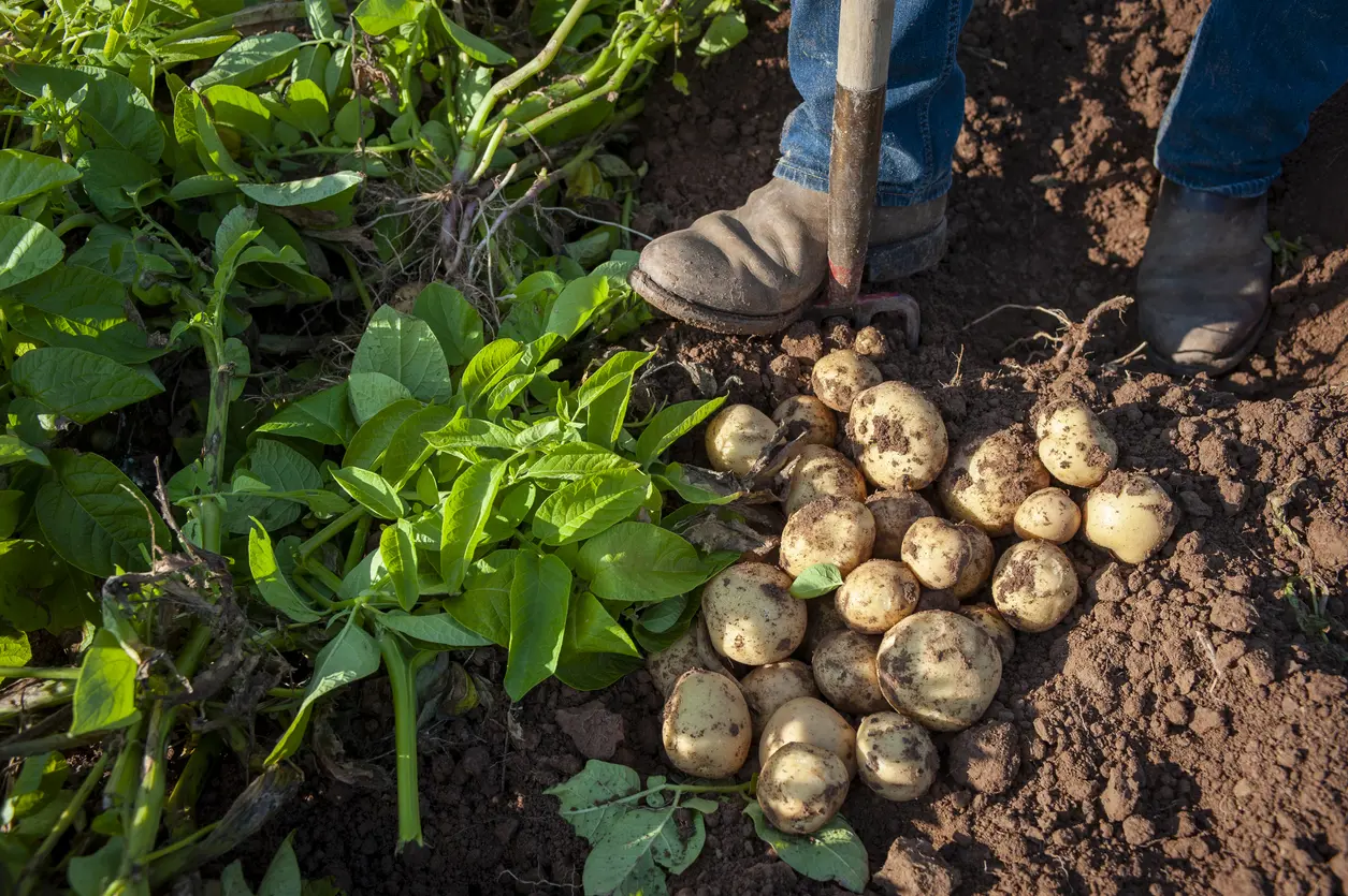 How To Plant, Grow, And Harvest Potatoes