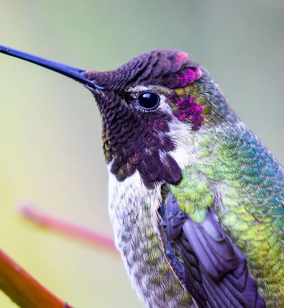 What Do Hummingbirds Eat In Your Garden