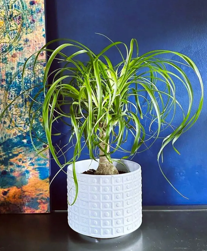 How To Care Ponytail Palm In Indoor Environment