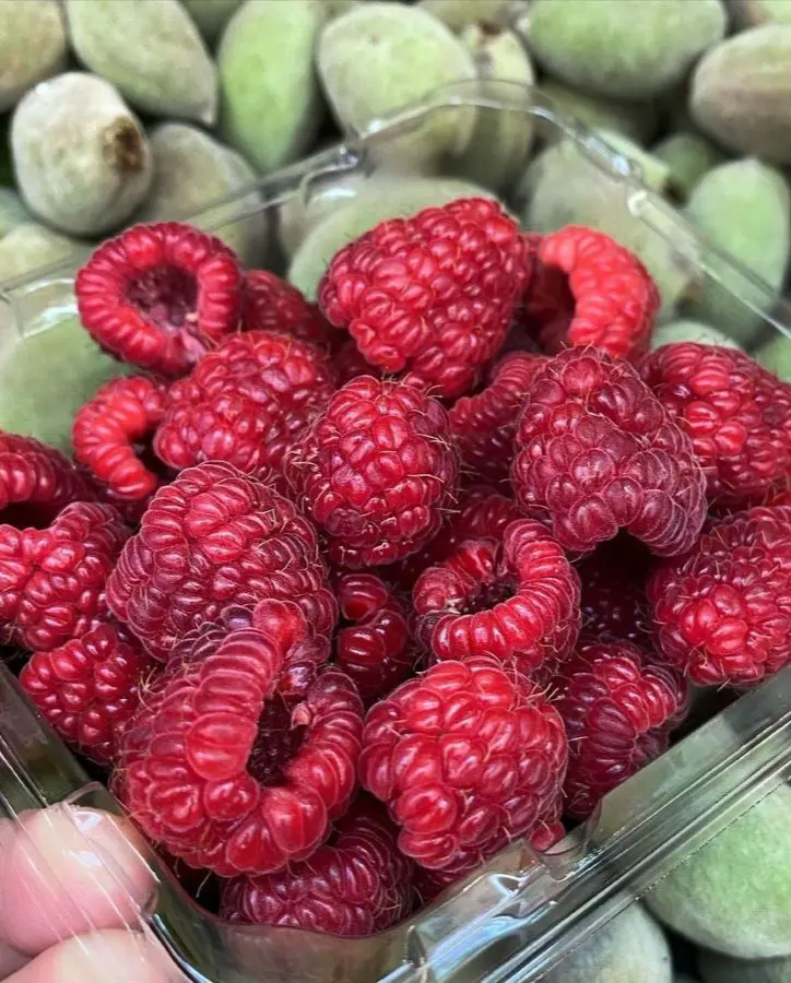How To Store Raspberries