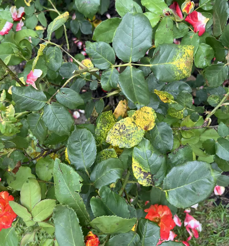 Why Are My Rose Leaves Turning Yellow & How To Fix It