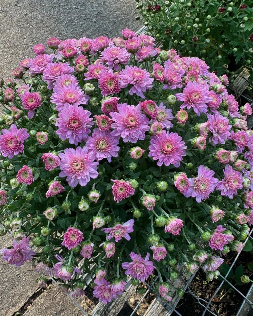 How To Care For Mums All Season