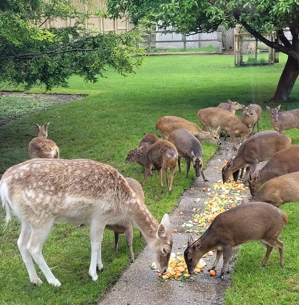 What Do Deer Eat In Your Garden And Wild