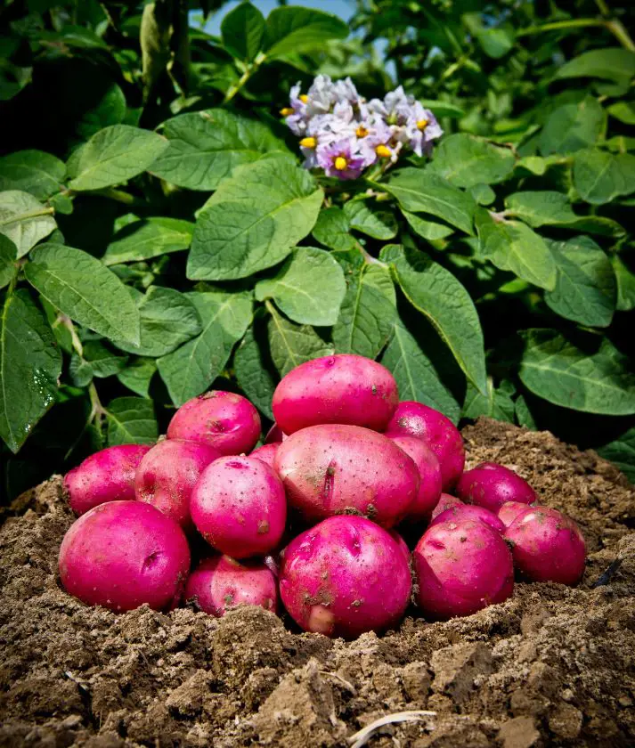 12 Steps On How To Grow Potatoes