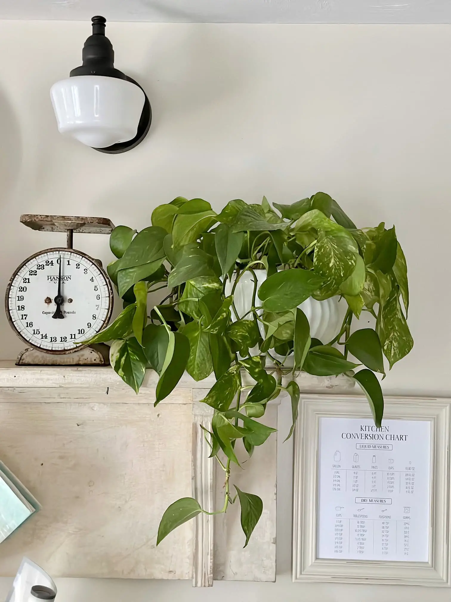 Plant Drooping? Here's Why & How to Bring It Back to Life