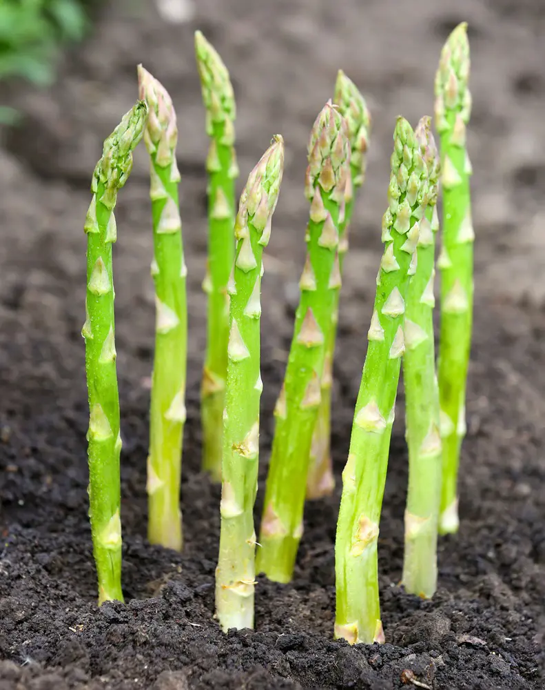 15 Companion Plants For Asparagus