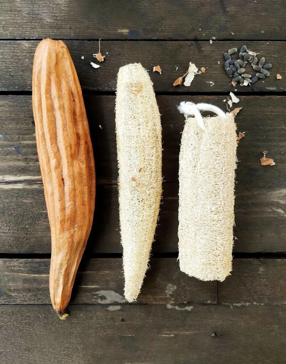 How To Grow Loofah To Make A Natural Sponge