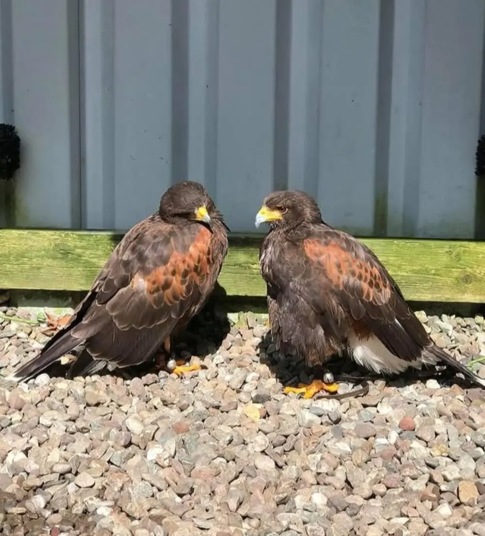 How to Keep Hawks Away From Your Property