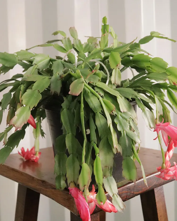 How To Propagate Christmas Cactus