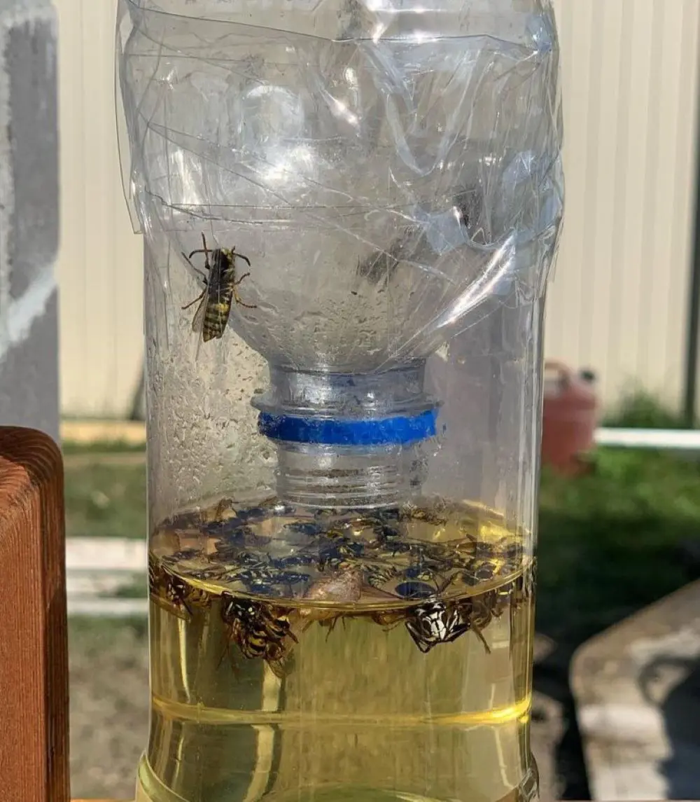 How To Make A DIY Homemade Wasp Trap