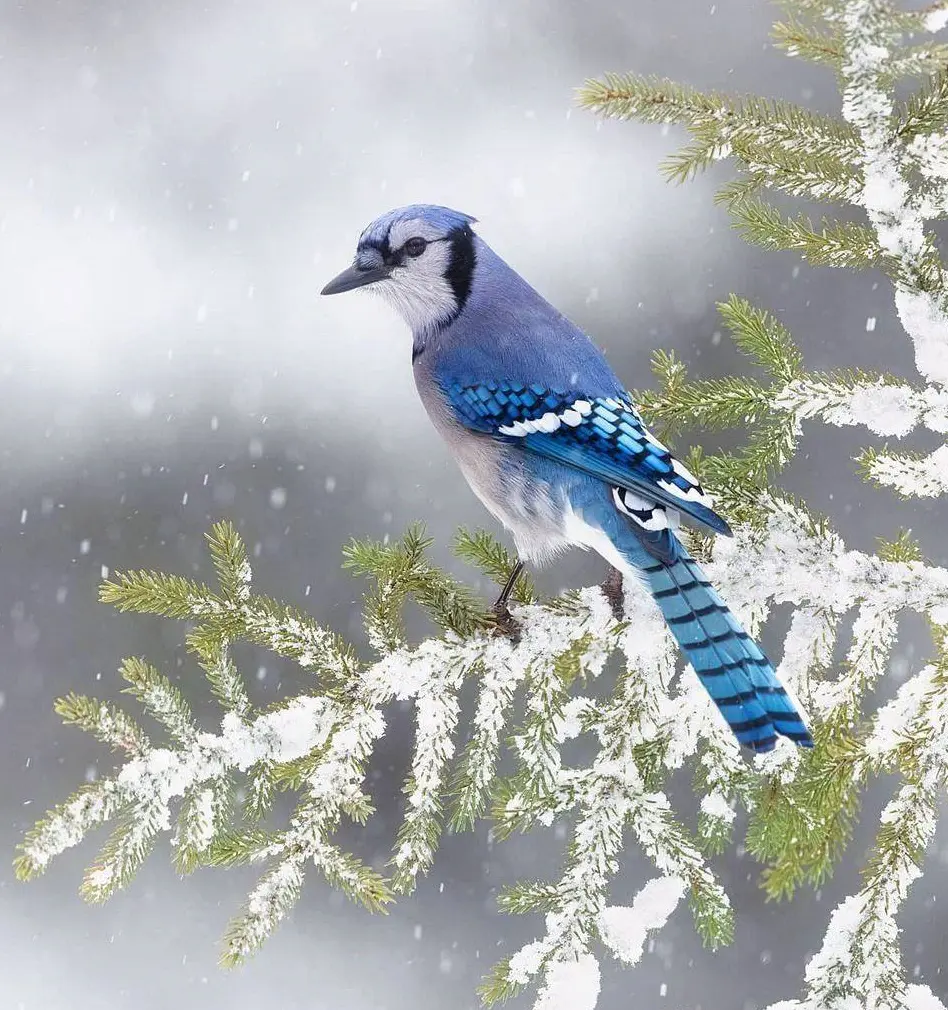 Blue Jay Color, Diet, Habitat And Facts