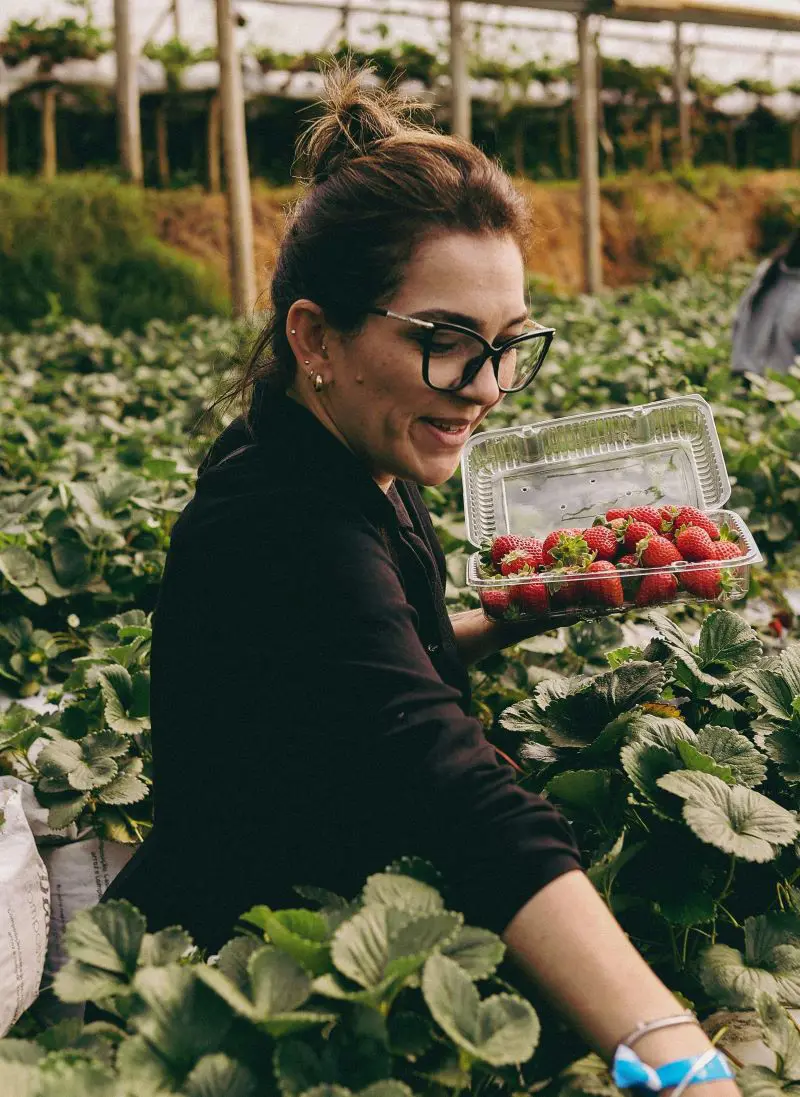 A Complete Guide To Grow Hydroponic Strawberries