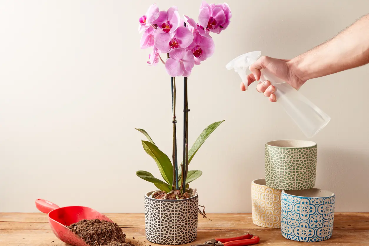 How To Grow, Care and Bloom Orchid Plant