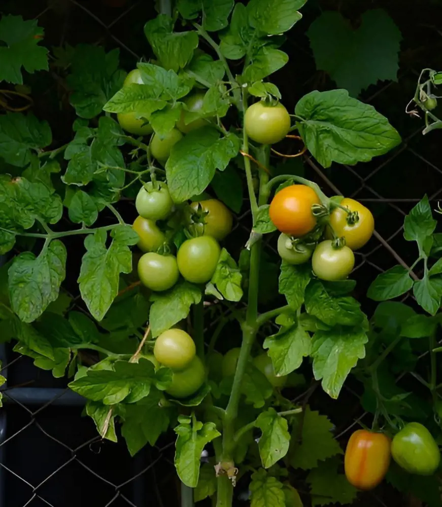 How To Prune Tomato Plants So That It Produces More Fruits