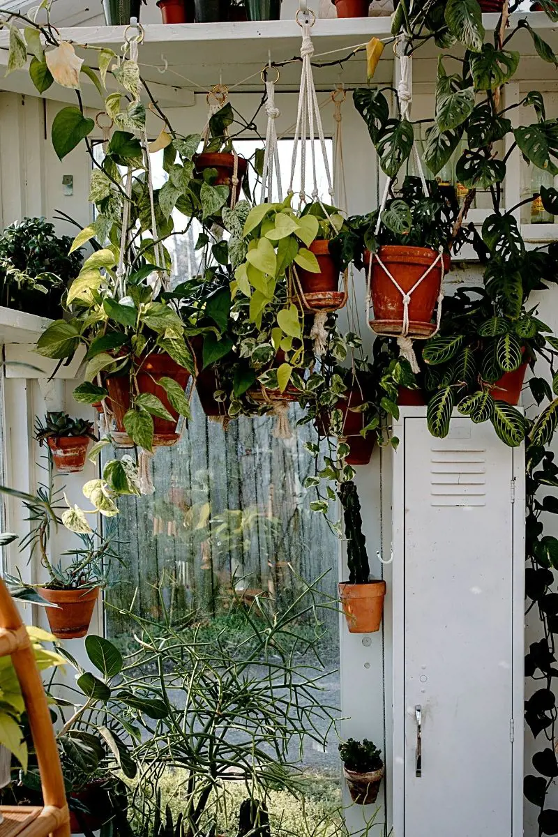 20 Best Hanging Indoor Plants For Every Space