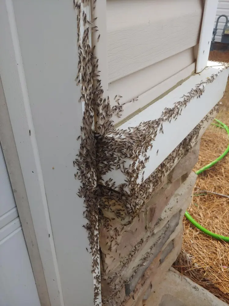 How To Get Rid Of Termites In Yard