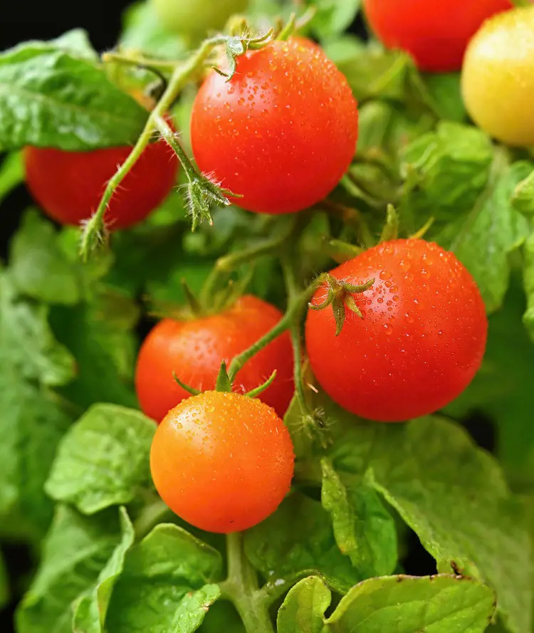 How To Grow Tomatoes With Harvesting Ideas