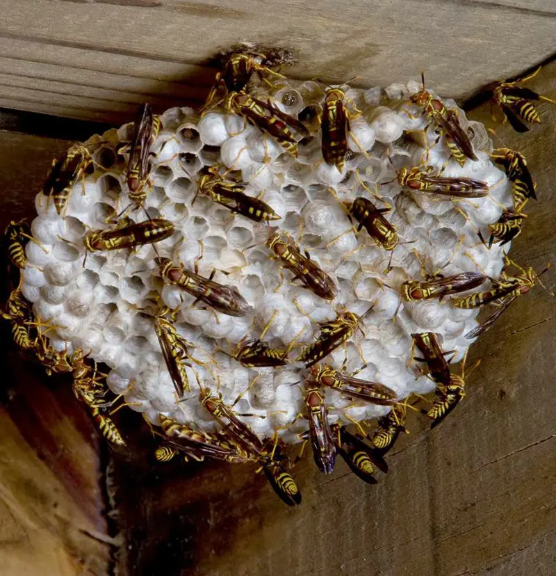 What To Do After A Yellow Jacket Sting