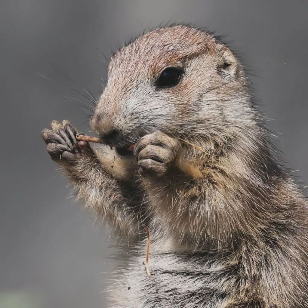 How To Get Rid Of Groundhogs In Your Yard