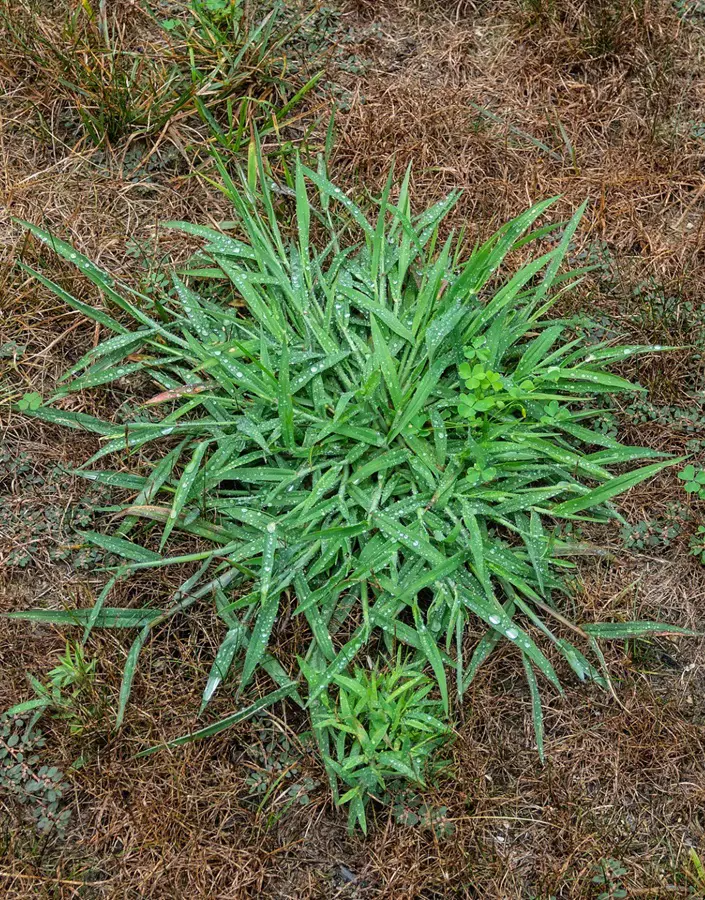 What Does Crabgrass Look Like And How To Control