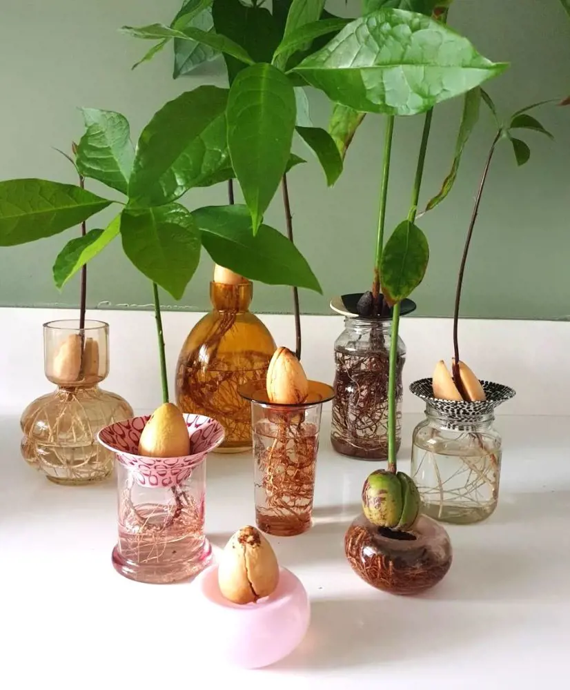 Grow Avocado Tree From Seed With Various Steps