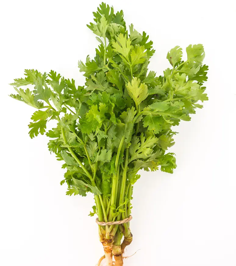 How To Grow Cilantro In Your Garden