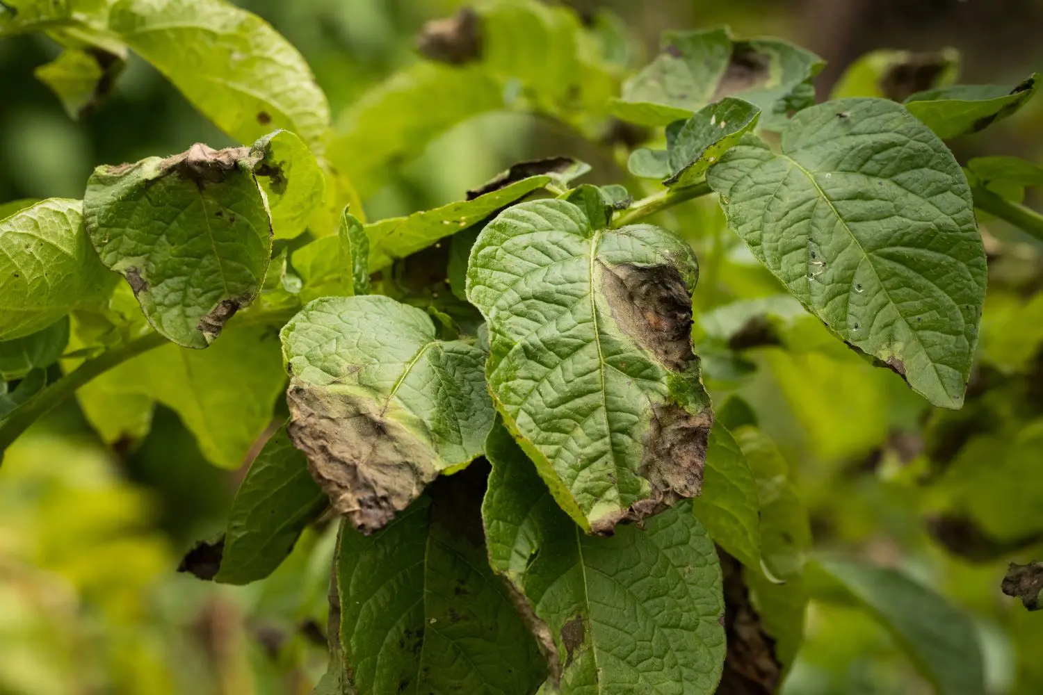 Potato Blight: Causes, And How To Get Rid Of