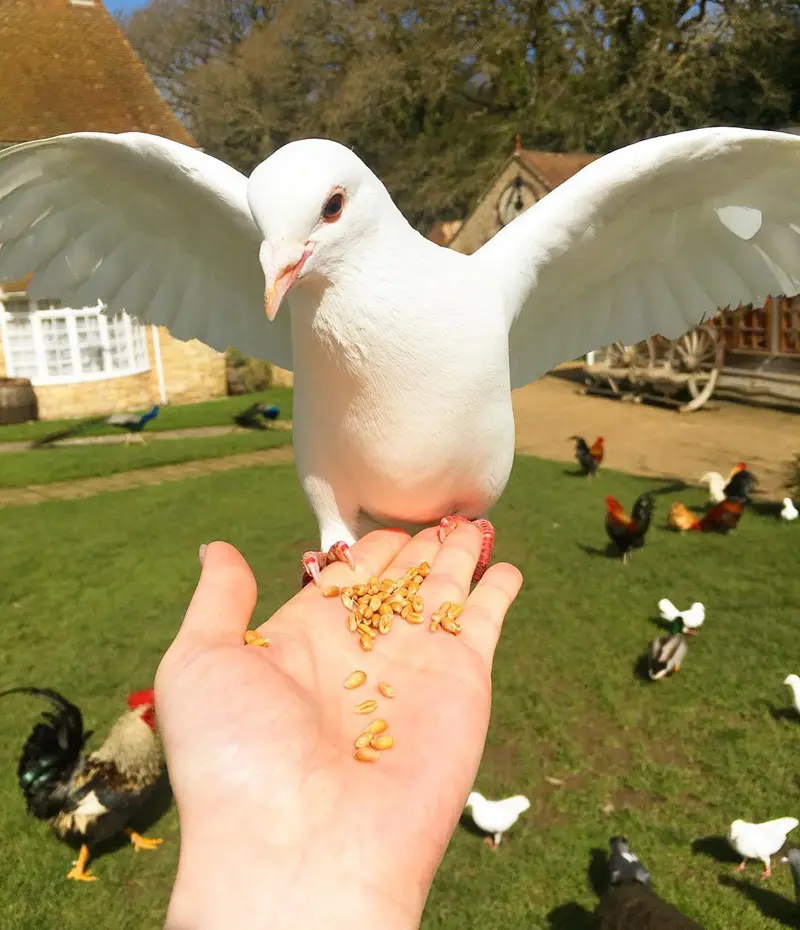 What Do Doves Eat In Yard And Wild