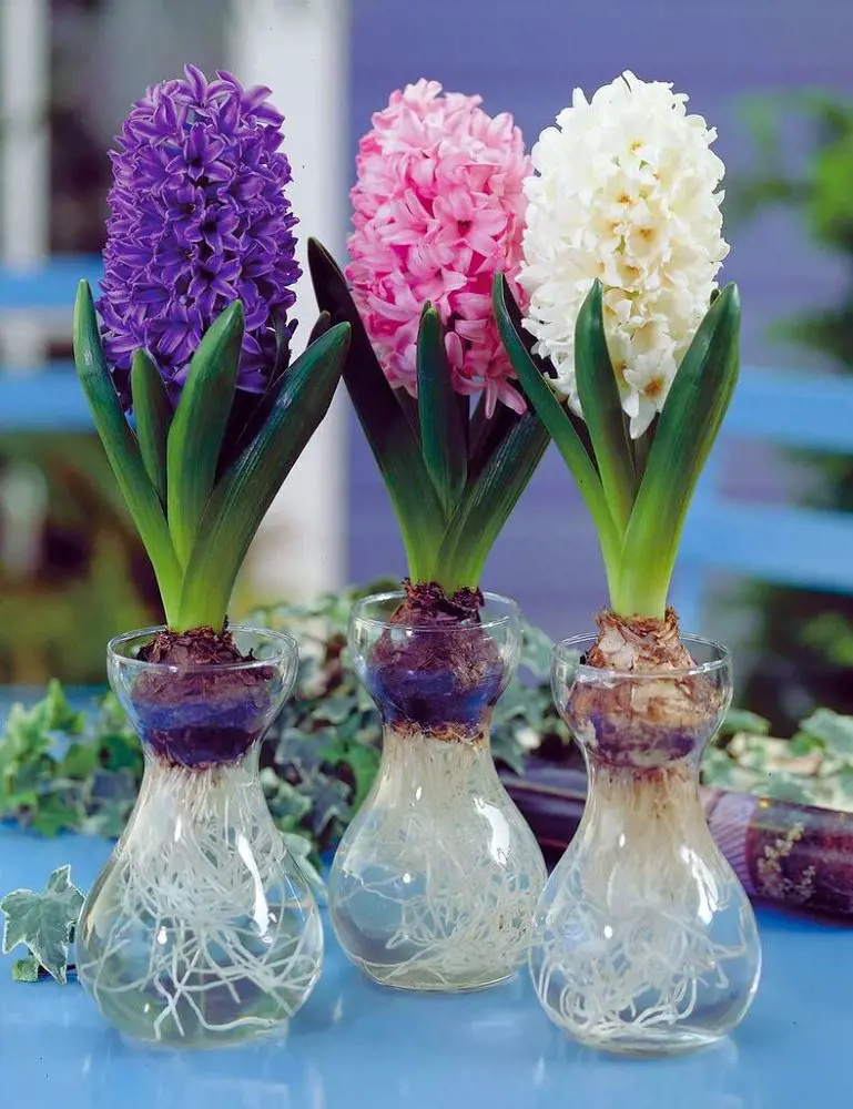 Hyacinth Flower Care and Growing Tips