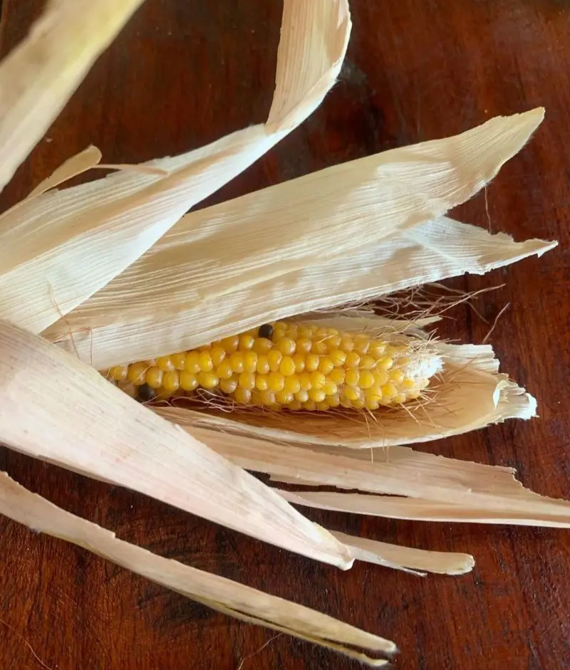 How To Dry And Store Corn After Harvesting?