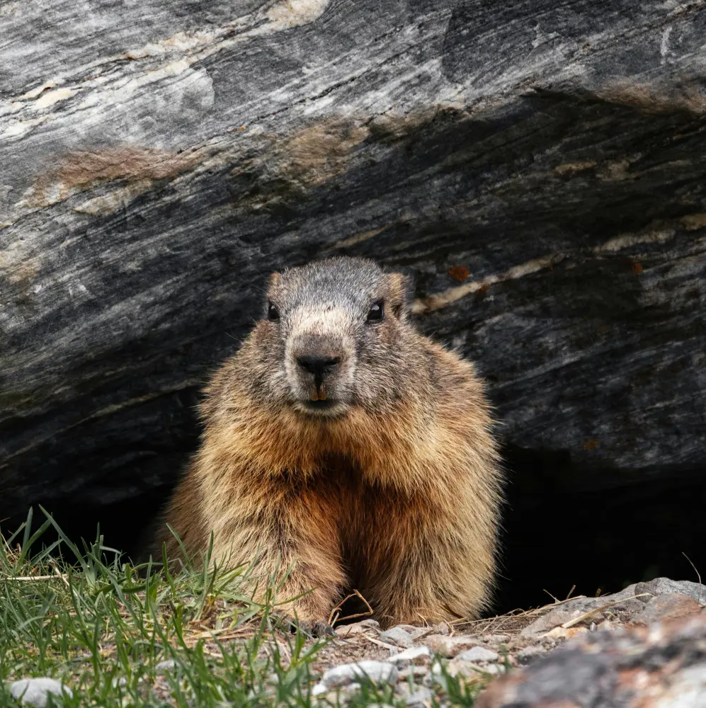 Woodchuck vs. Groundhog: What's The Real Difference?
