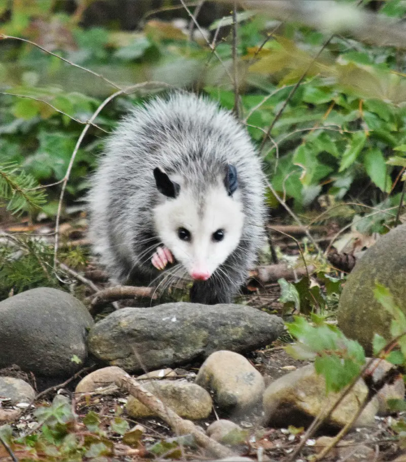 What Do Possums Eat In Your Garden And Wild