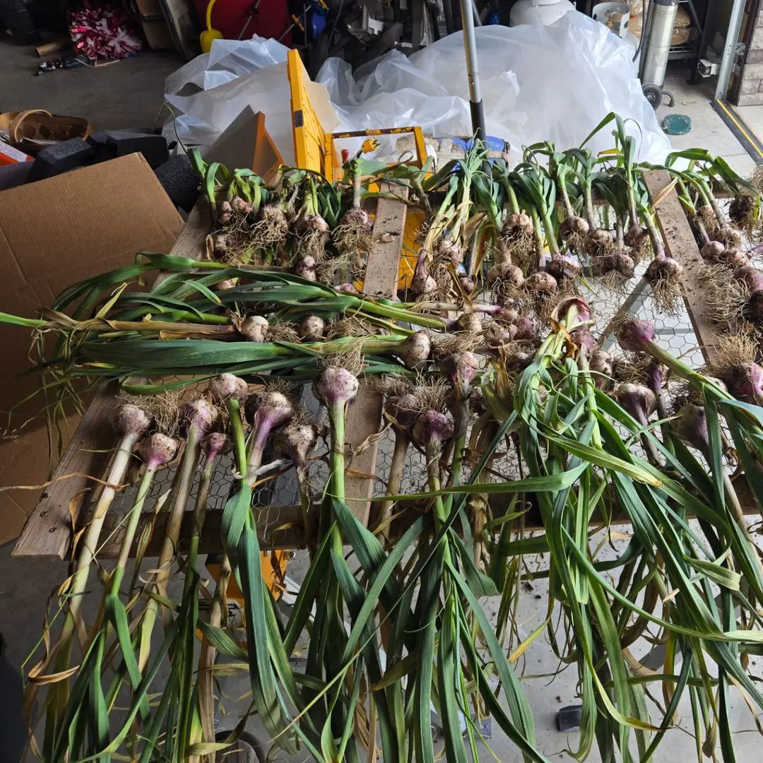 How To Cure And Dry Garlic After Harvesting?