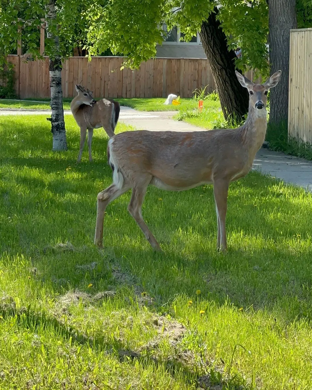 How To Get Rid Of Deer In Your Garden