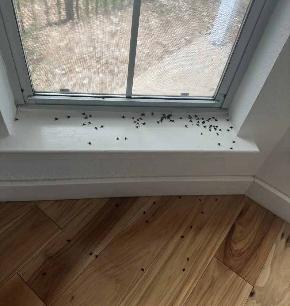 How To Get Rid Of Cluster Flies - 20 Easy Methods