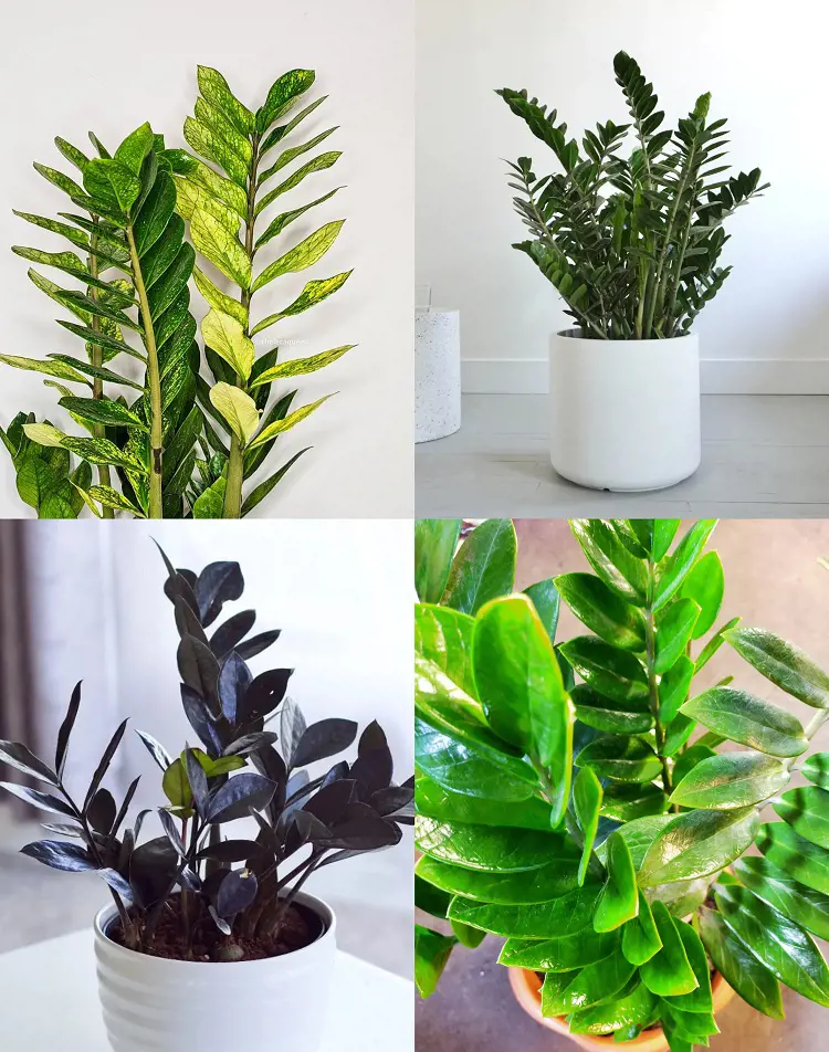 ZZ Plant Care Tips For Beginners