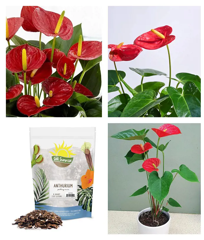 Anthurium Plant Care: Fertilizing, Watering and Soil