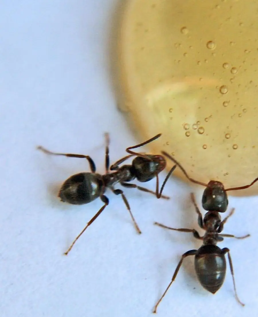How To Get Rid Of Sugar Ants In Home