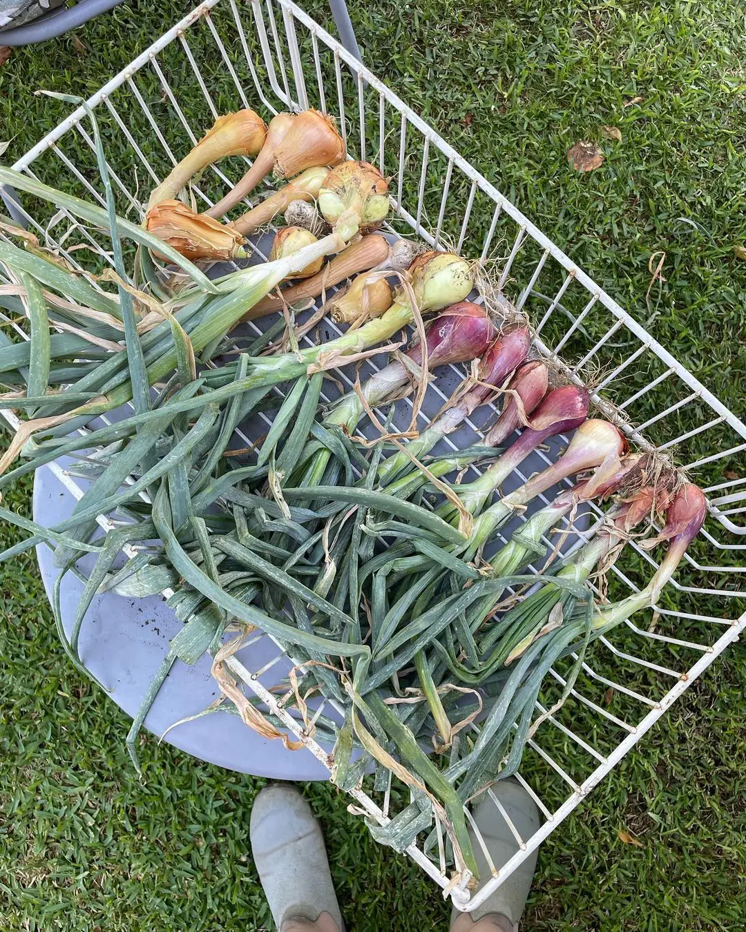 How To Cure And Dry Onions After Harvesting?