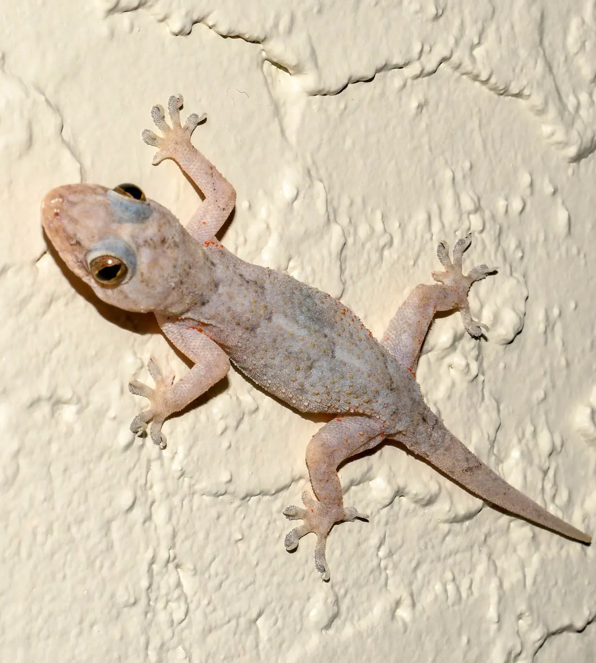What Do Lizards Eat In Your Home And Wild