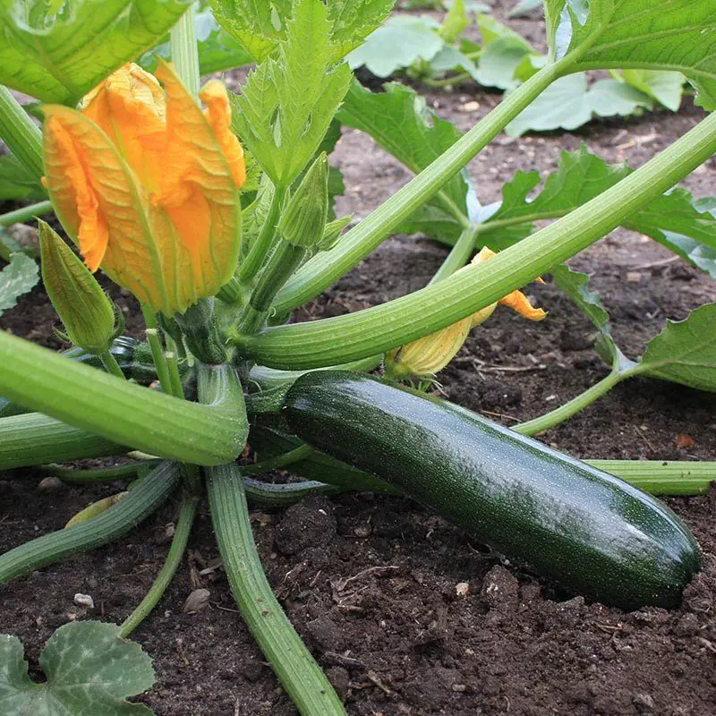 How To Grow Zucchini In Your Garden