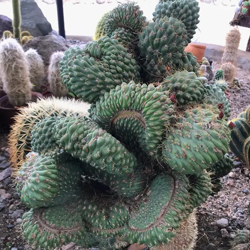 How To Plant, Grow And Care Cactus