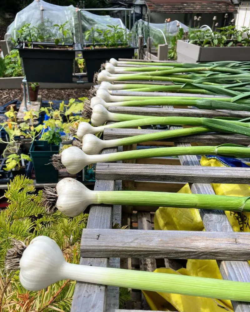 15 Best Companion Plants To Grow With Garlic