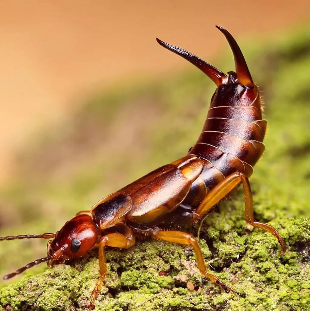 How To Get Rid Of Earwigs In Your Garden